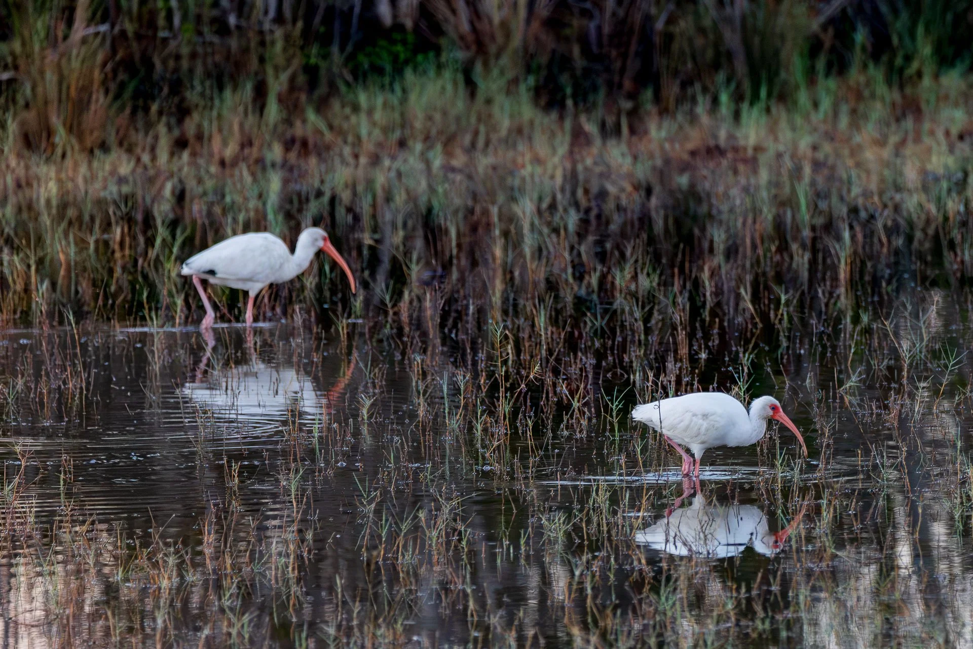 American Whit Ibis