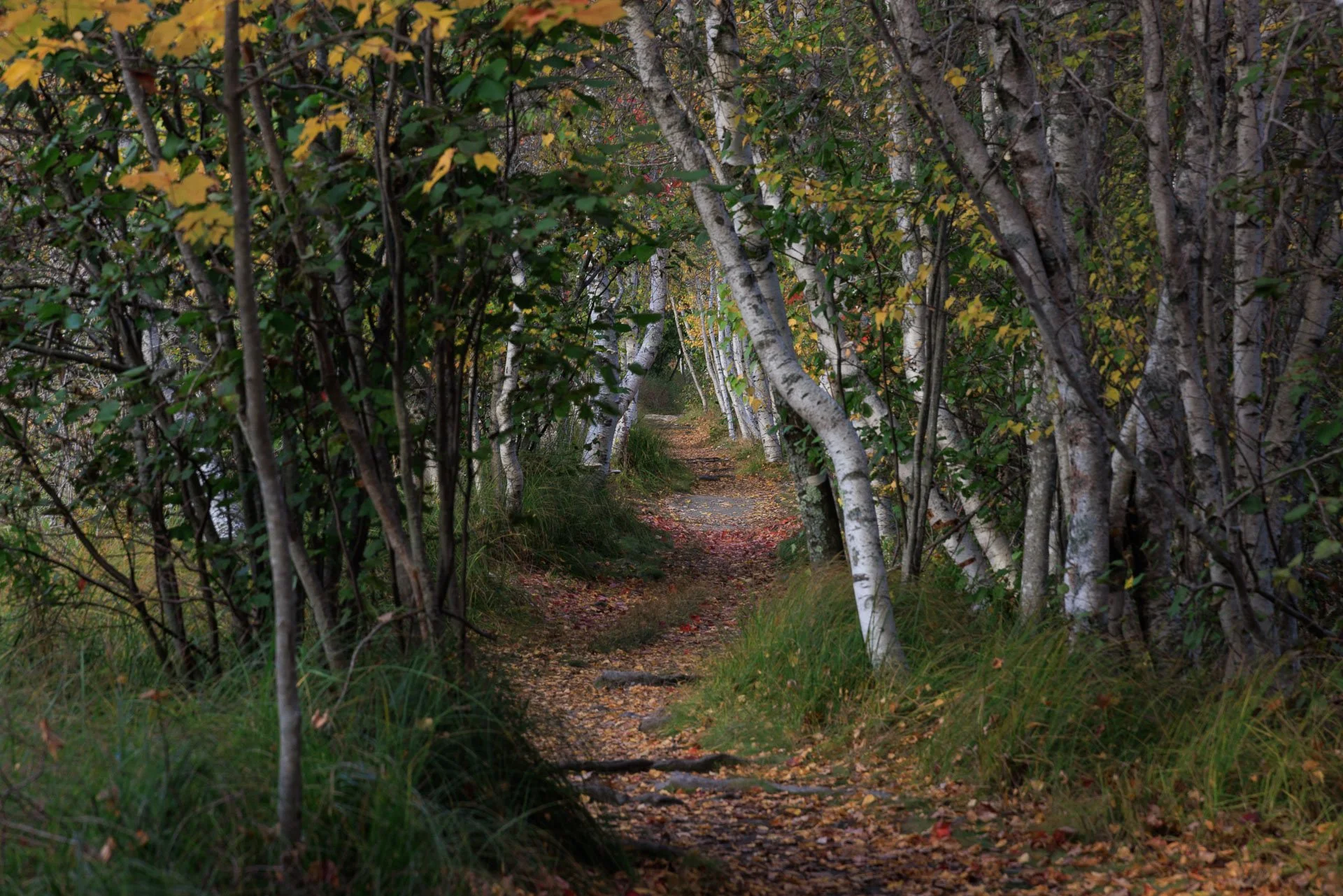 Hemlock Path Fall 2021