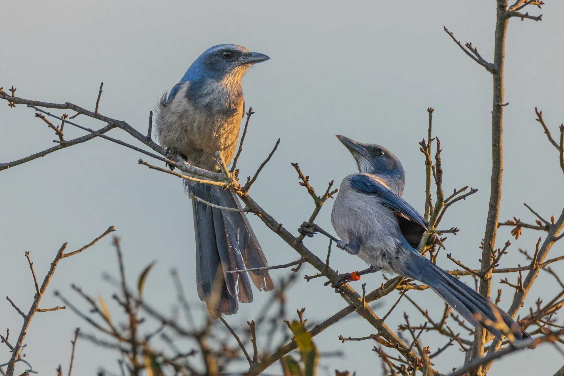 Florida Scrub-Jay 