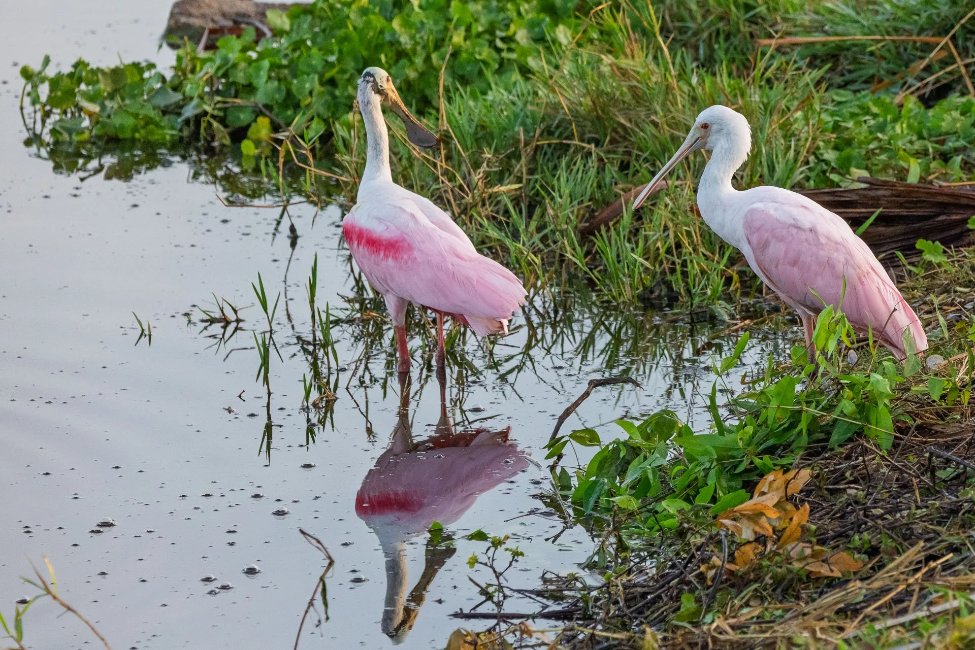 Roseate Spoonbills