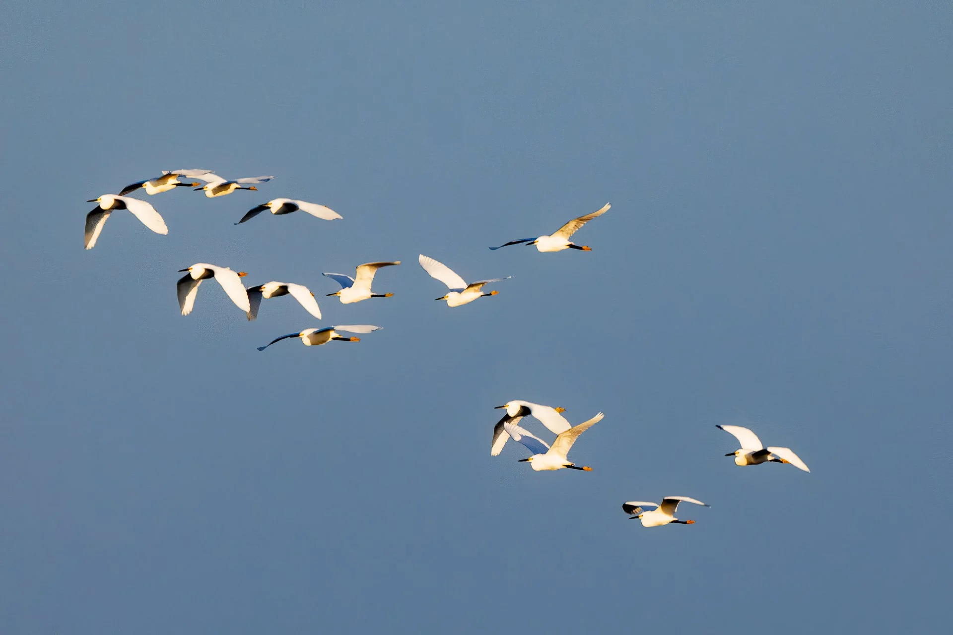 Birds in Flight
