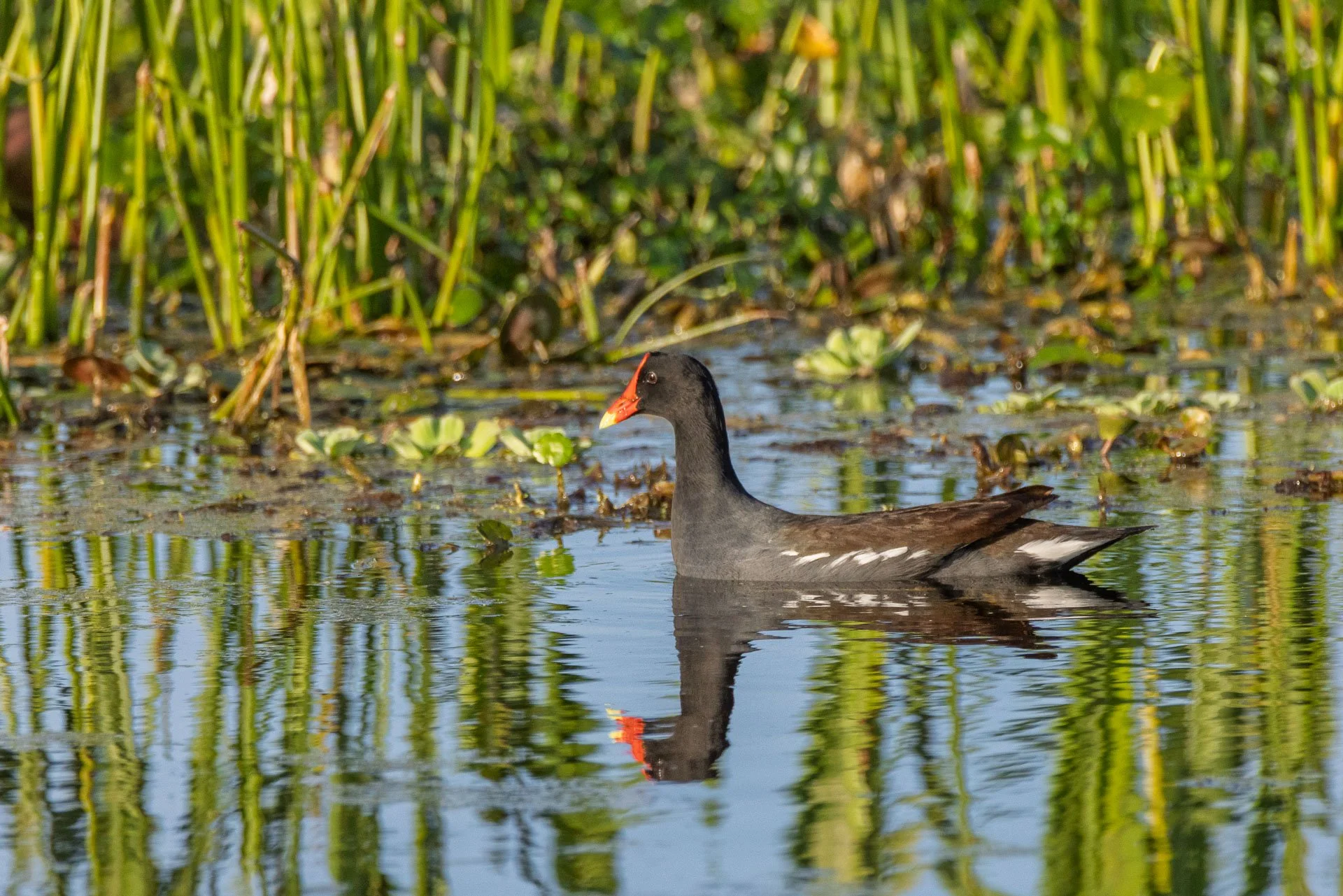Common Gallinule