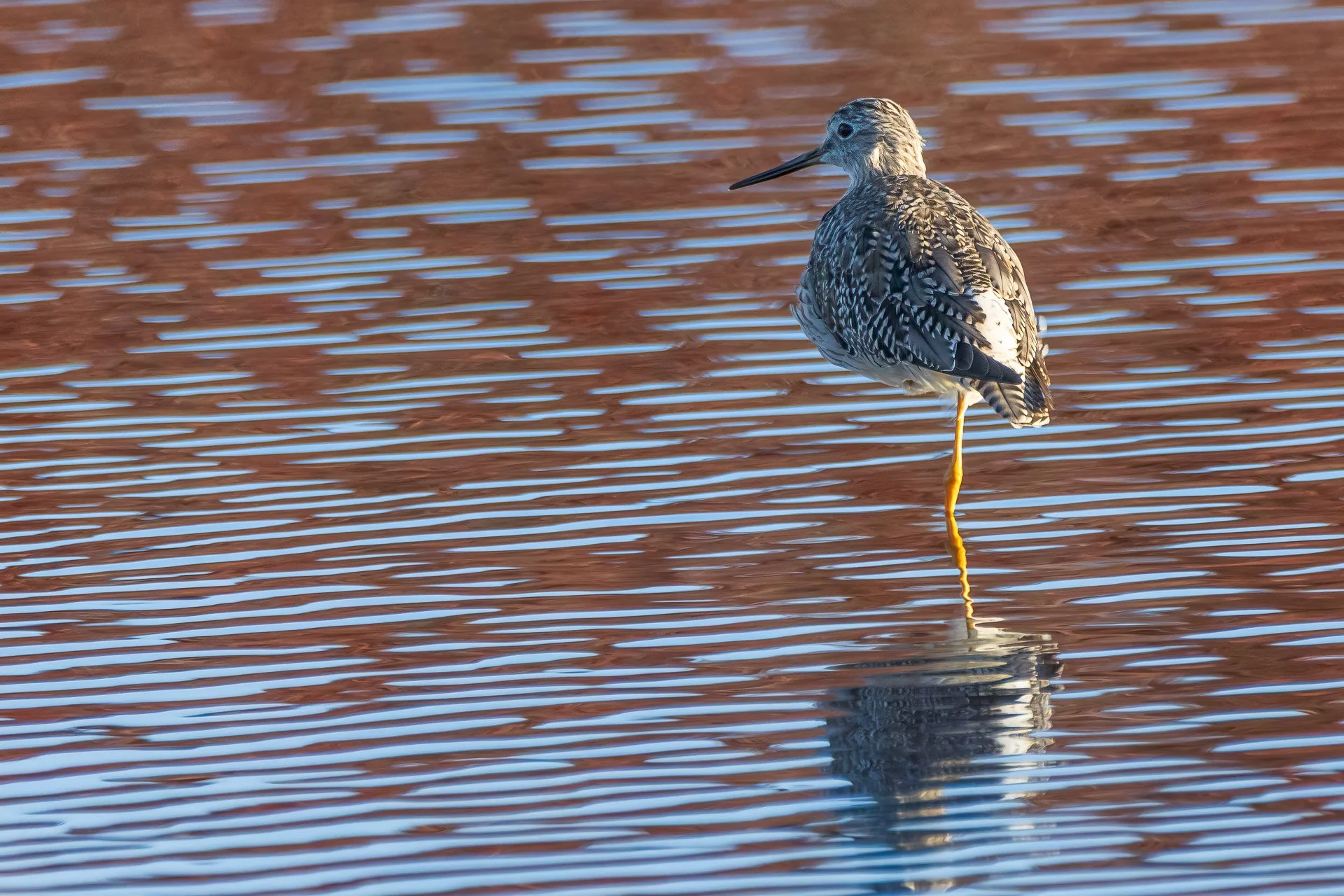 Greater Yellowlegs