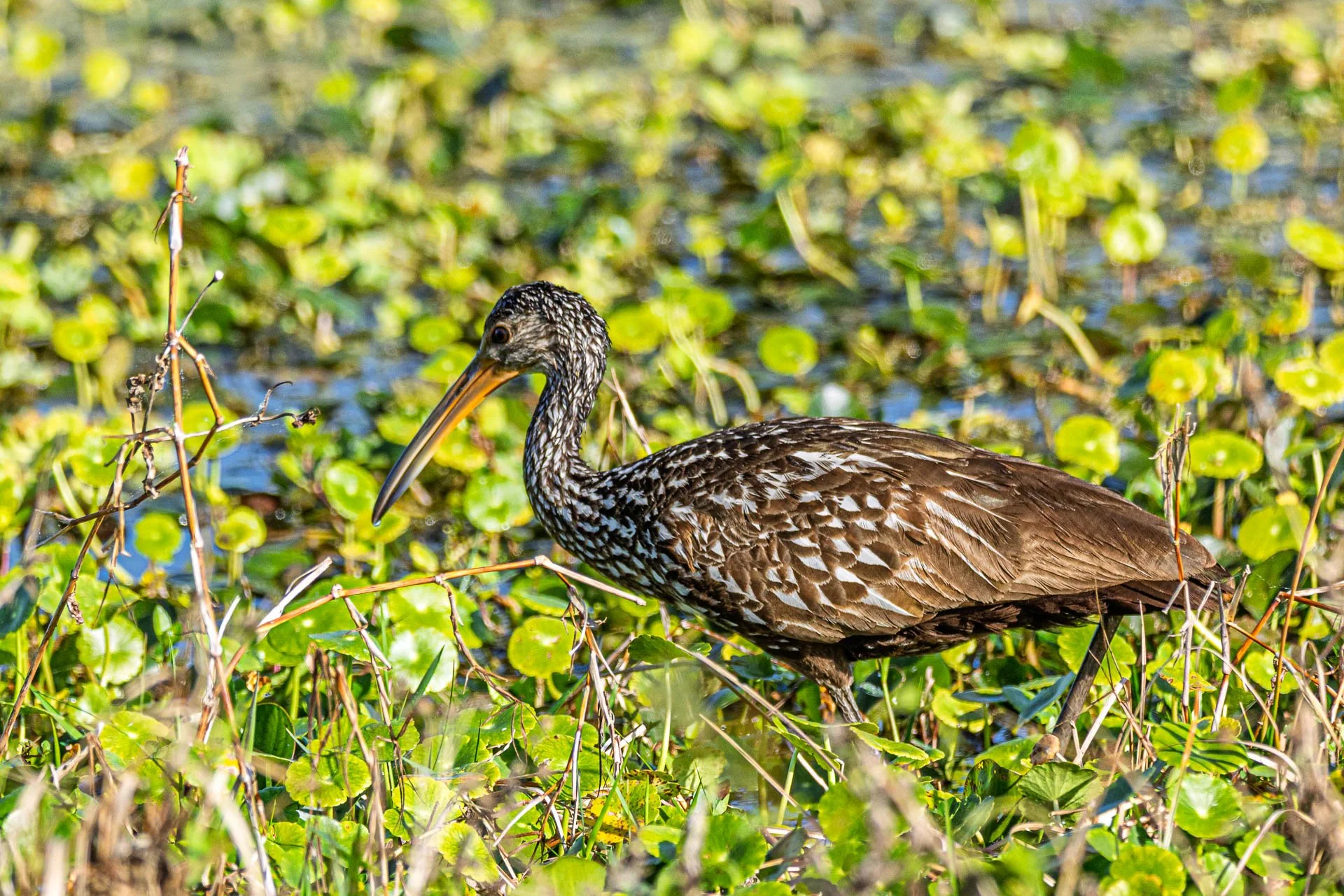 Limpkin
