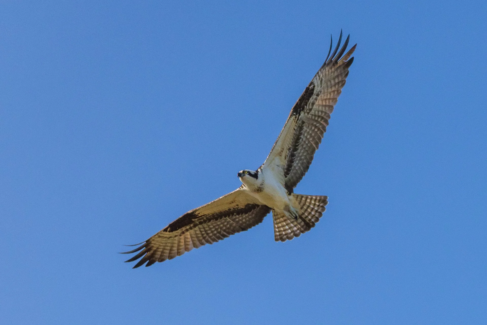 Osprey
