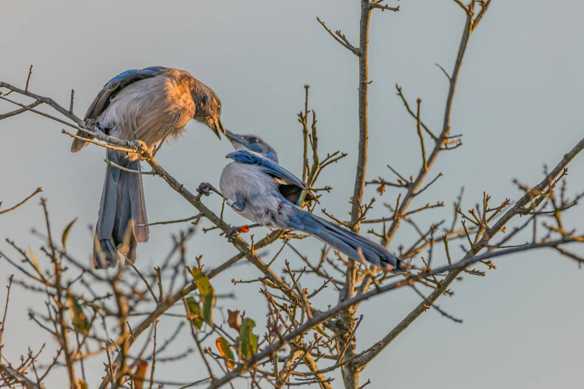 Florida Scrub-Jay 