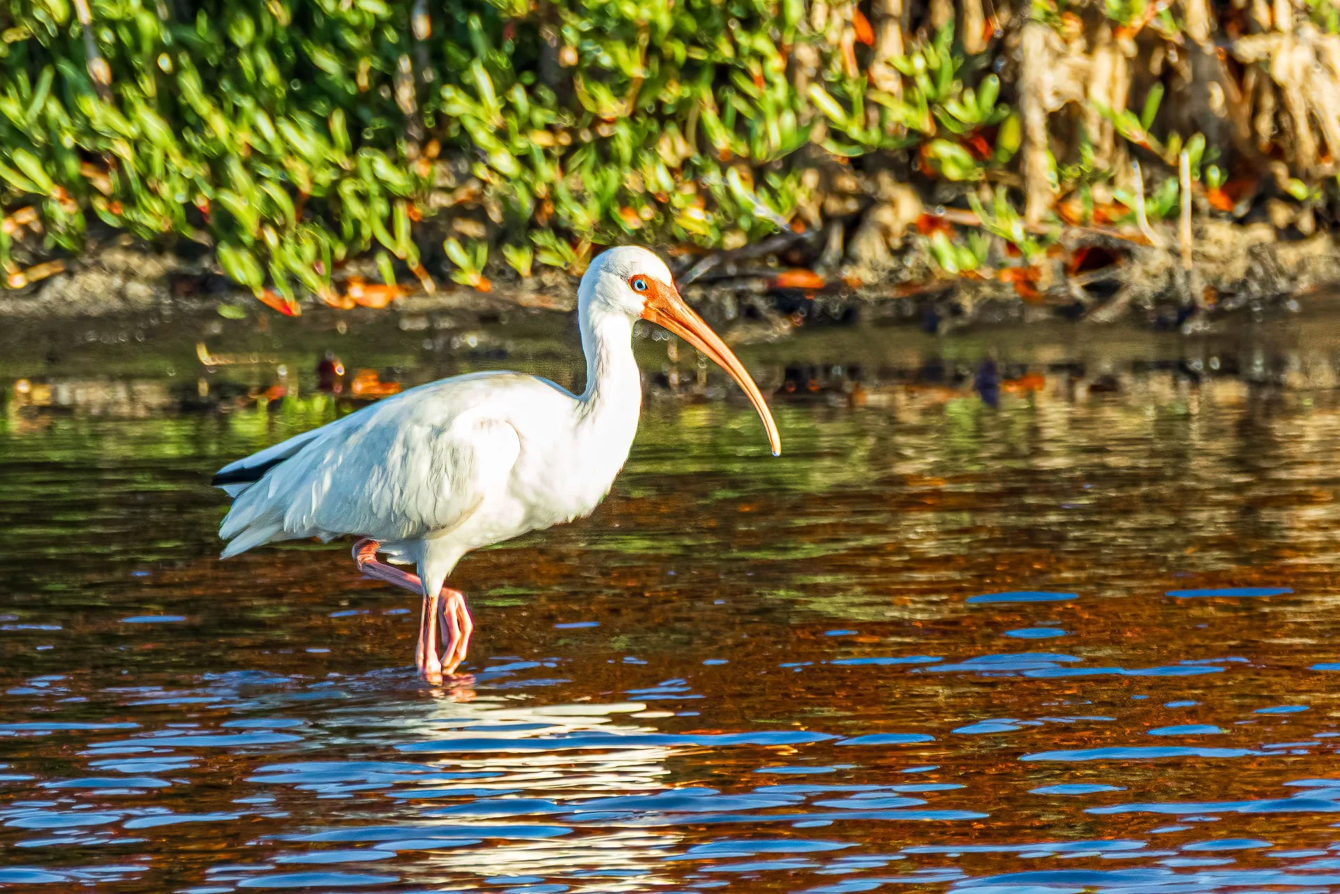 American Whit Ibis