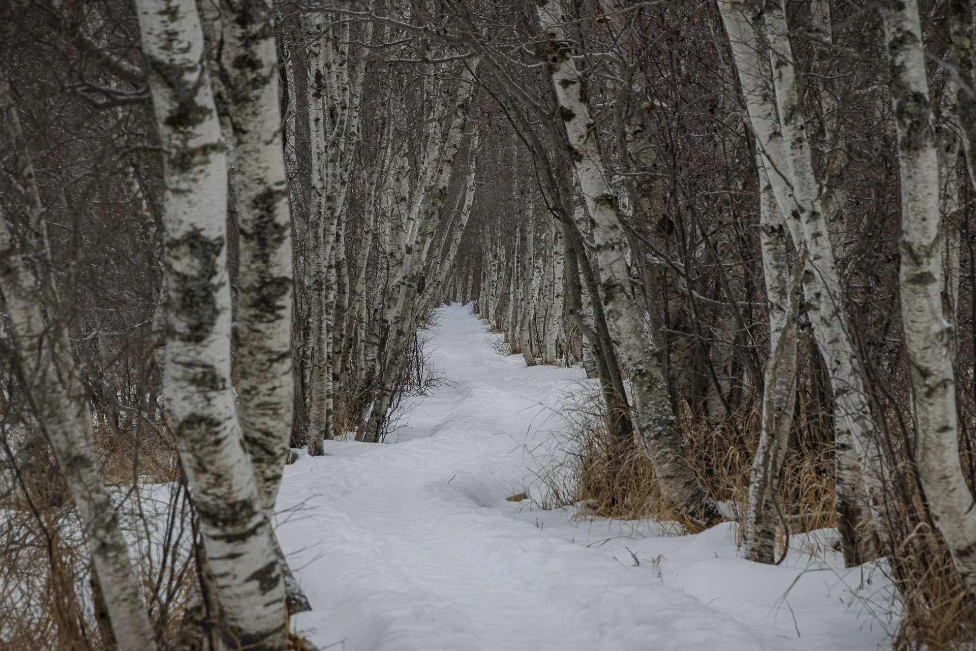 Acadia National Park, Winter 2026