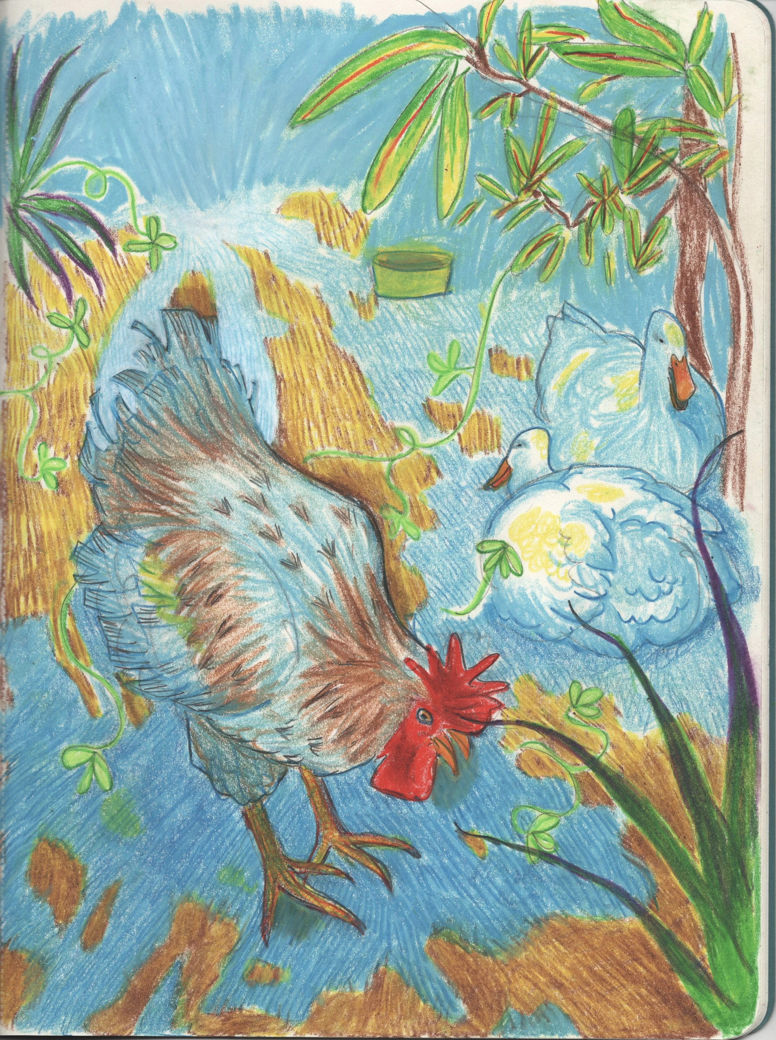 Sketchbook_Chicken.jpg