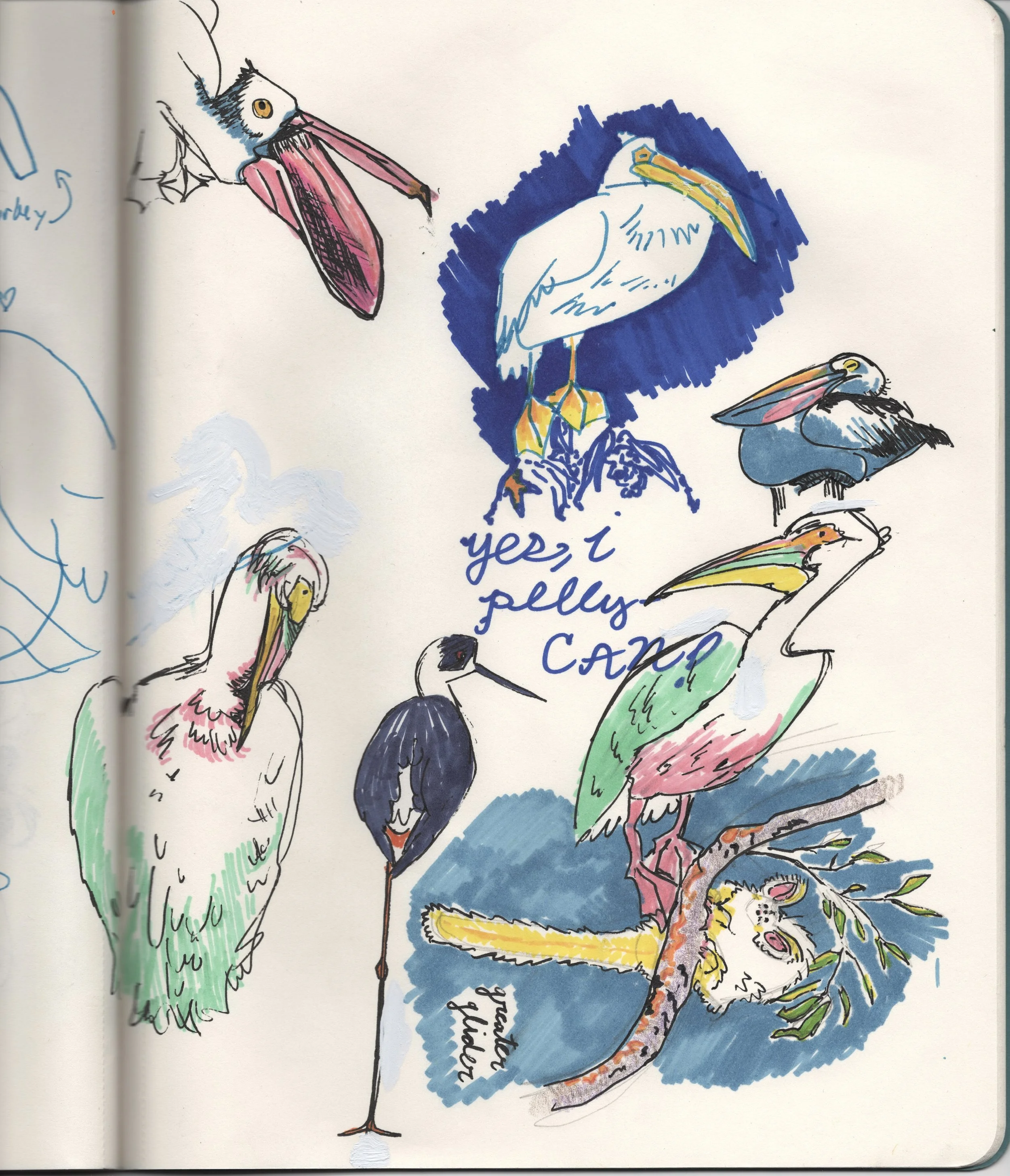 Sketchbook_Pelicans.jpg