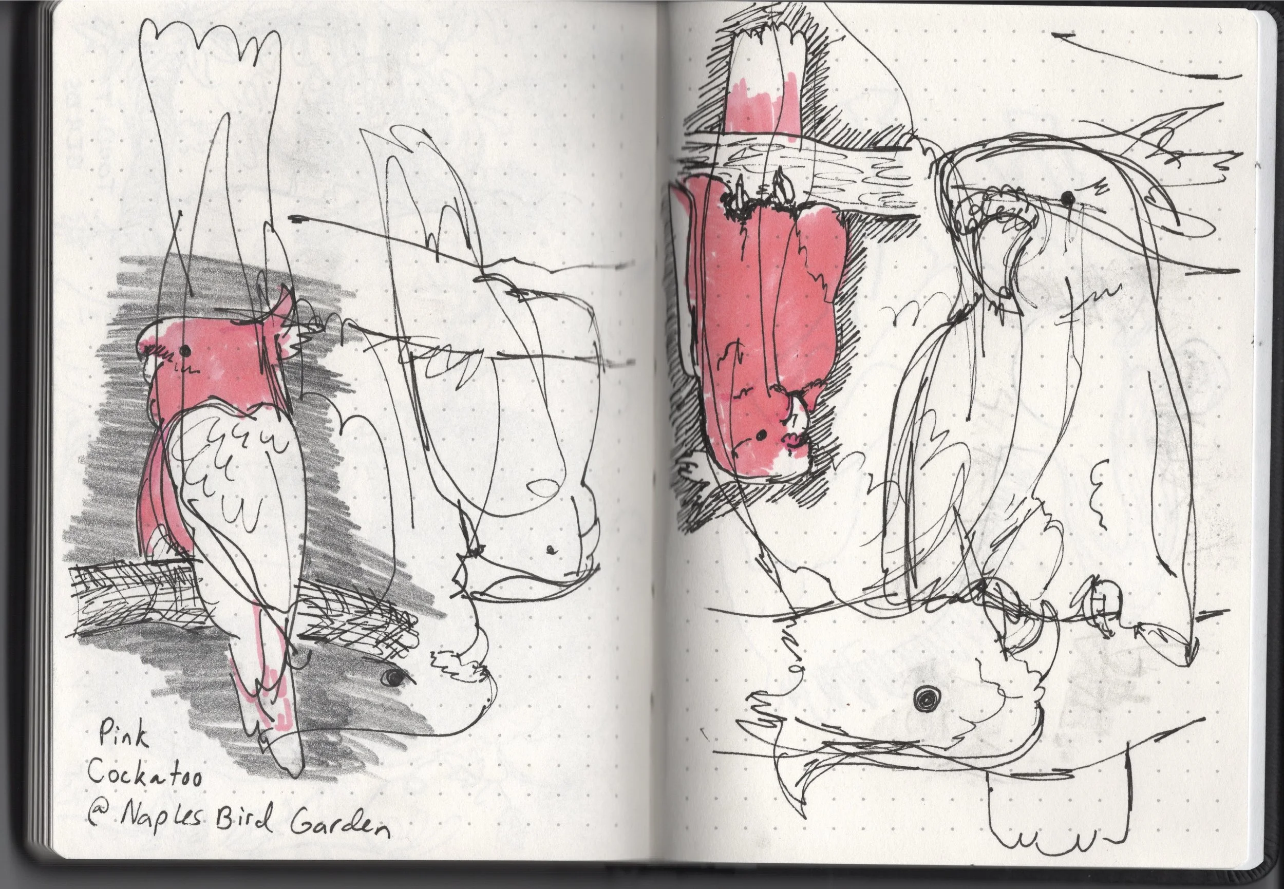 Sketchbook_PinkCockatoo.jpg