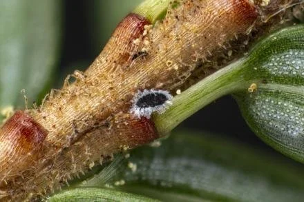 Winter Hikes + Hemlock Survey (Feb–Mid March)