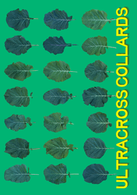 Collard Seeds, WNC Ultracross