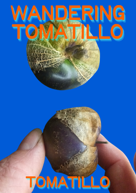 Tomatillo Seeds, Wandering
