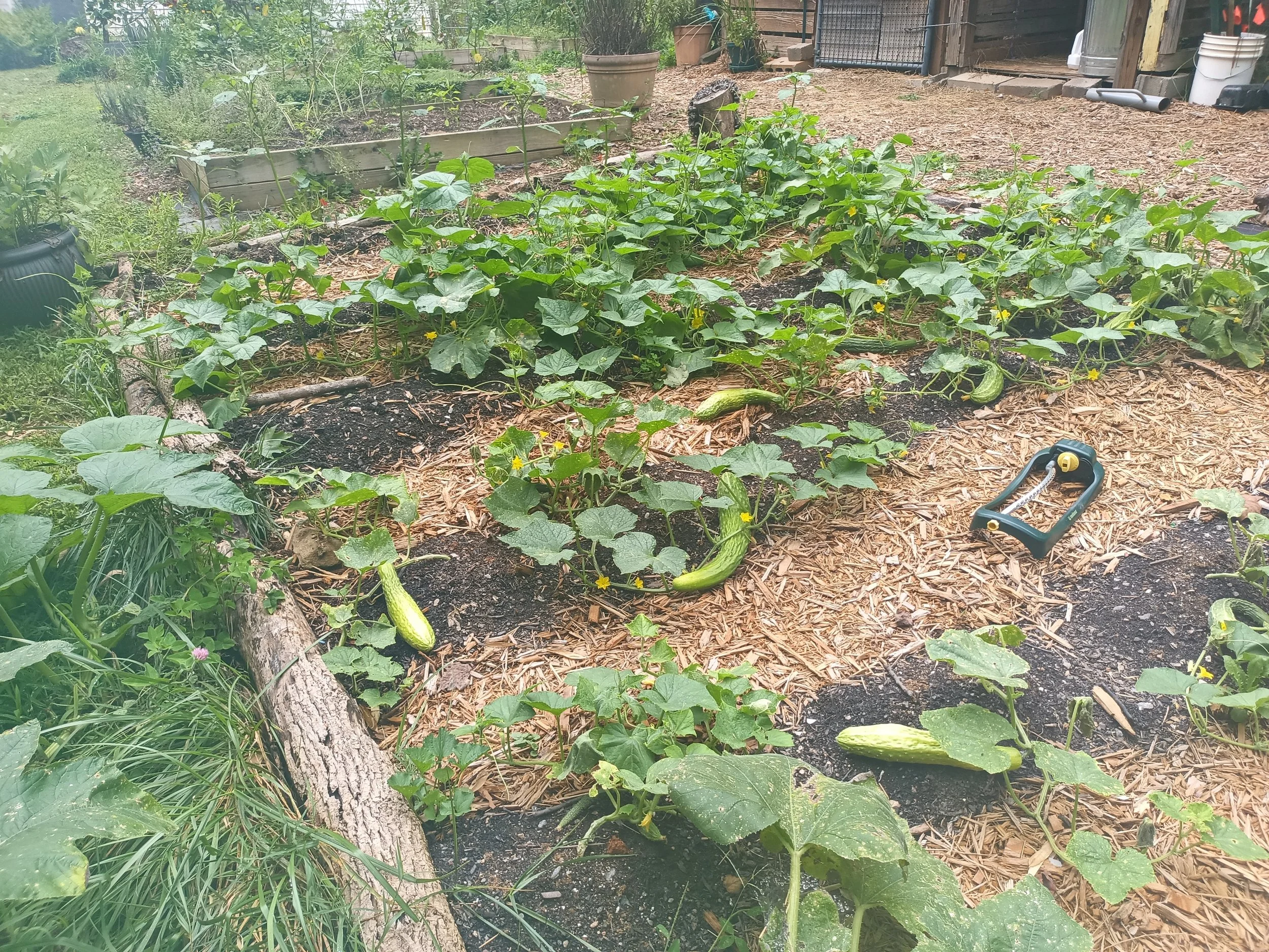 Cucumber Seeds, Suyo Long, ground row