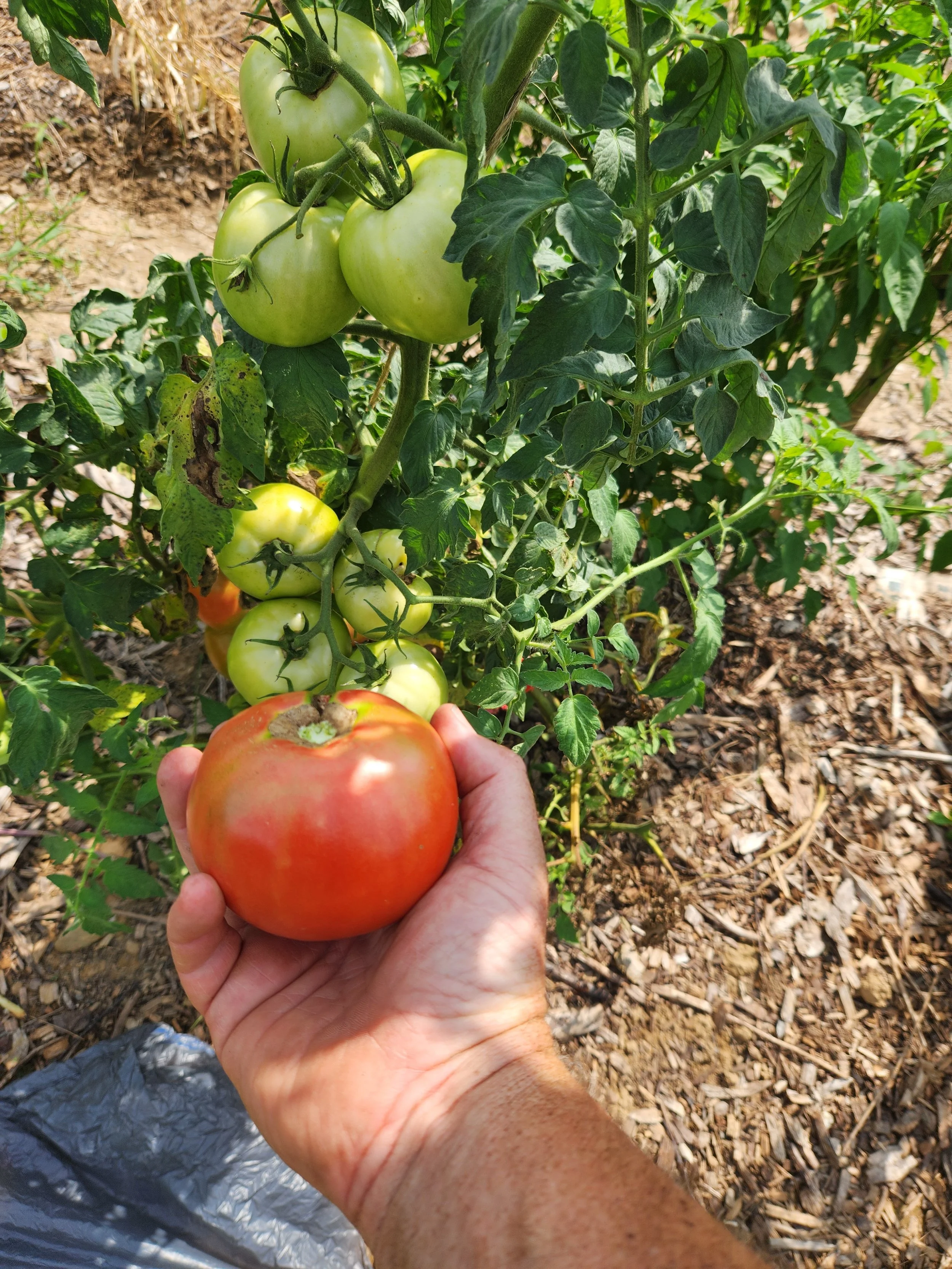 Tomato Seeds, Grace Lahman, hand holding fruit and plant