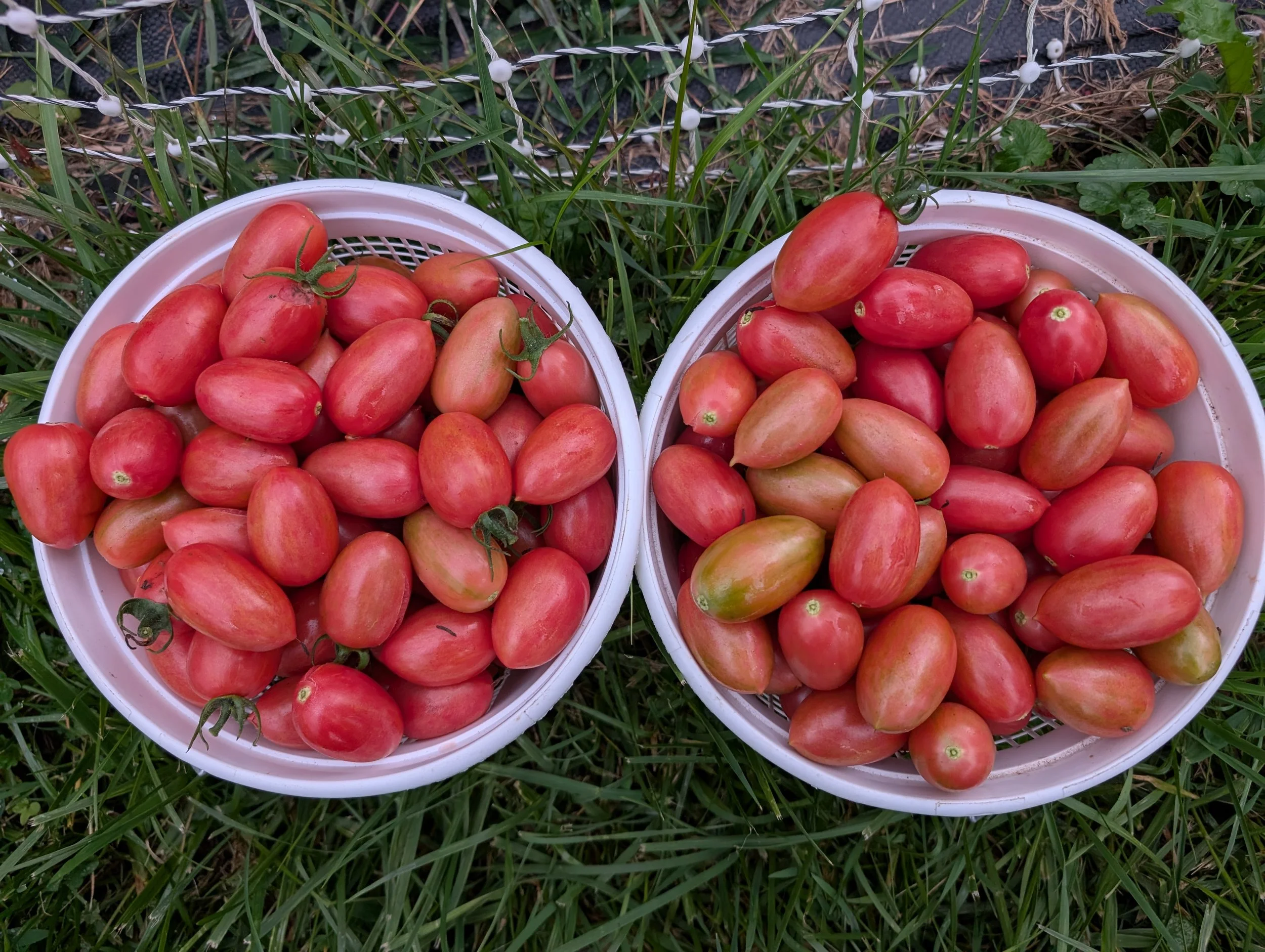 Tomato Seeds, Maglia Rosa, buckets of tomatoes