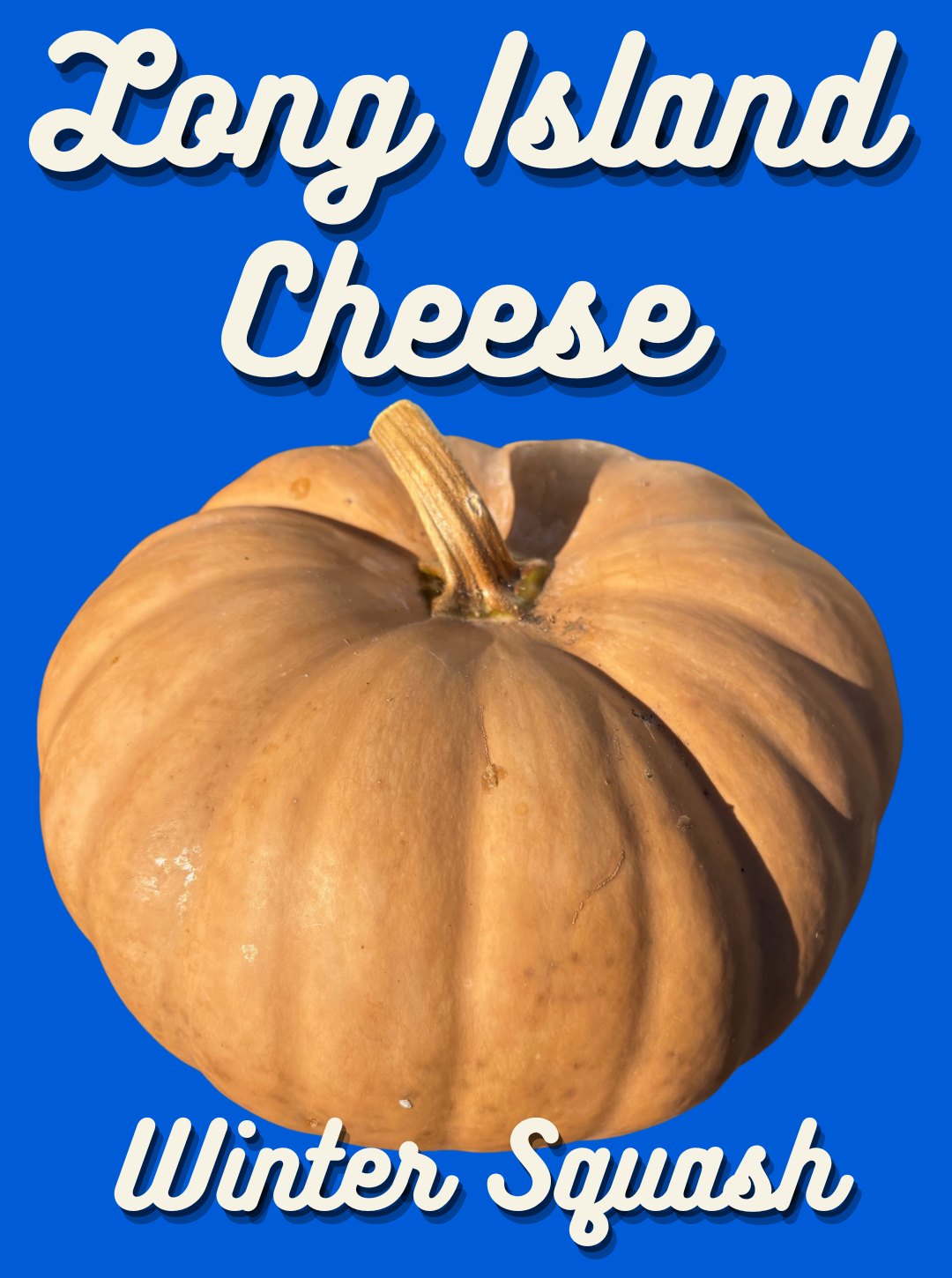Winter Squash Seeds, Long Island Cheese