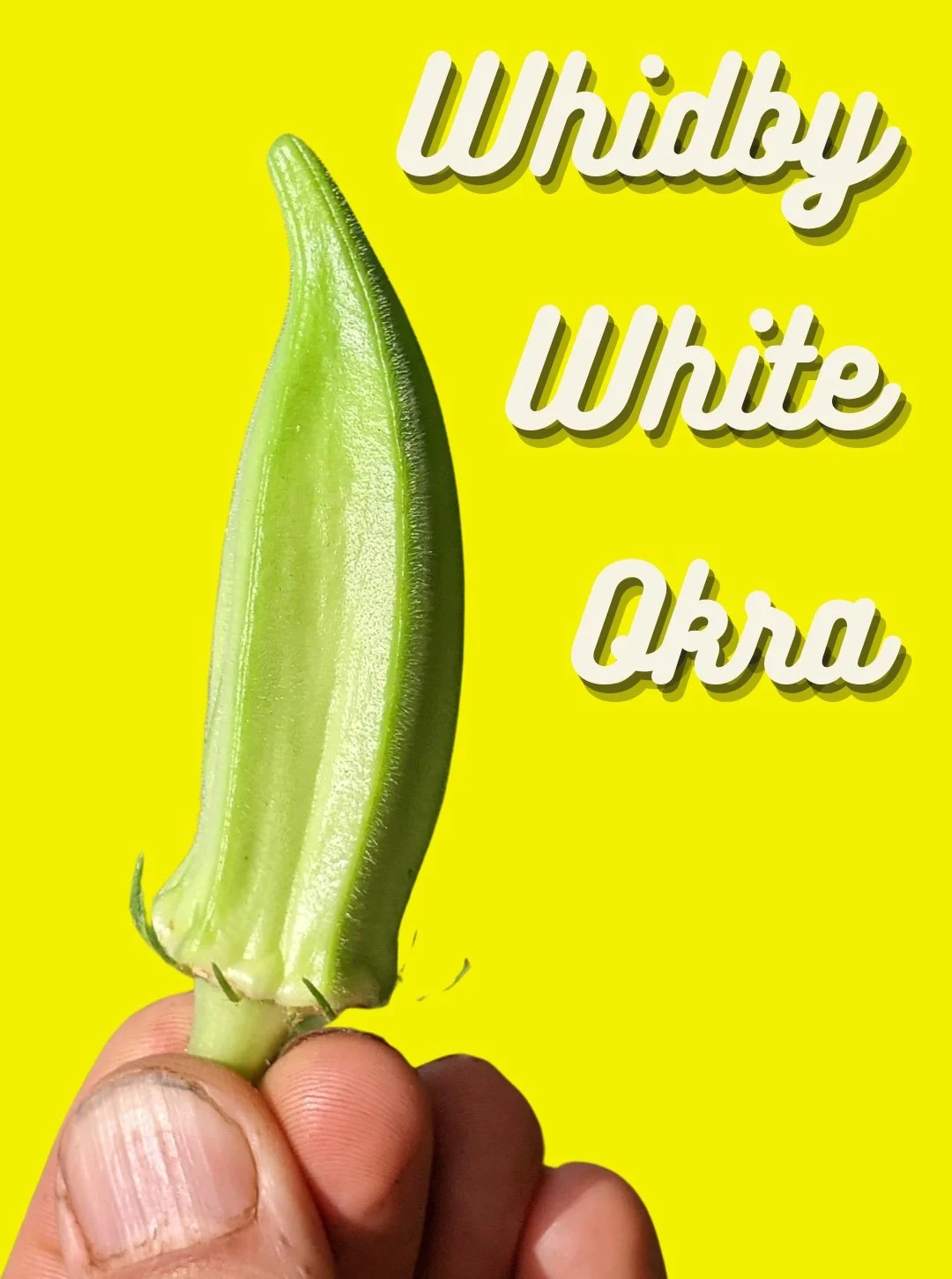 Okra Seeds, Whidby White