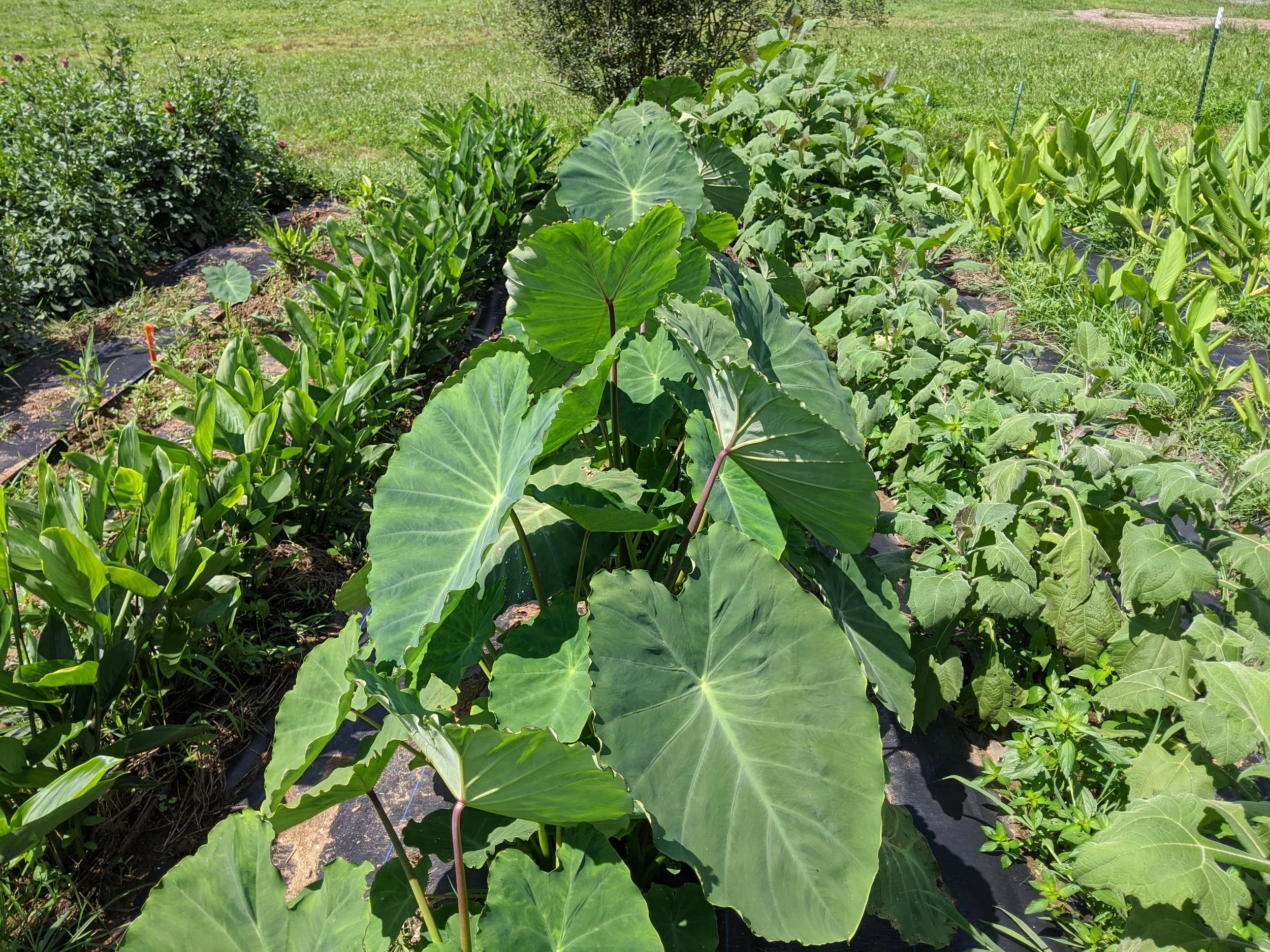 IMG_20200823_115250.jpg