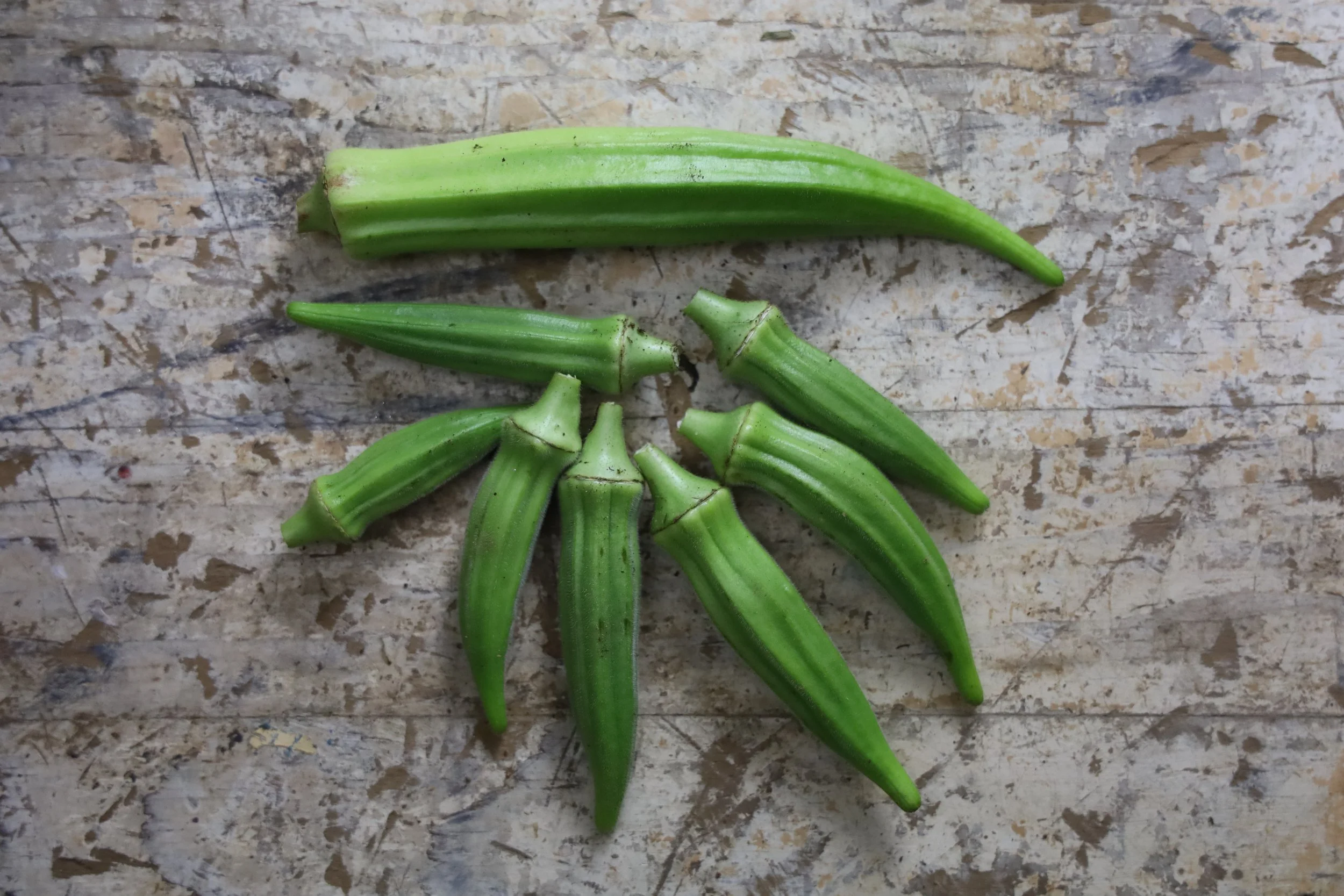 Blog 2 — Utopian Seed Project