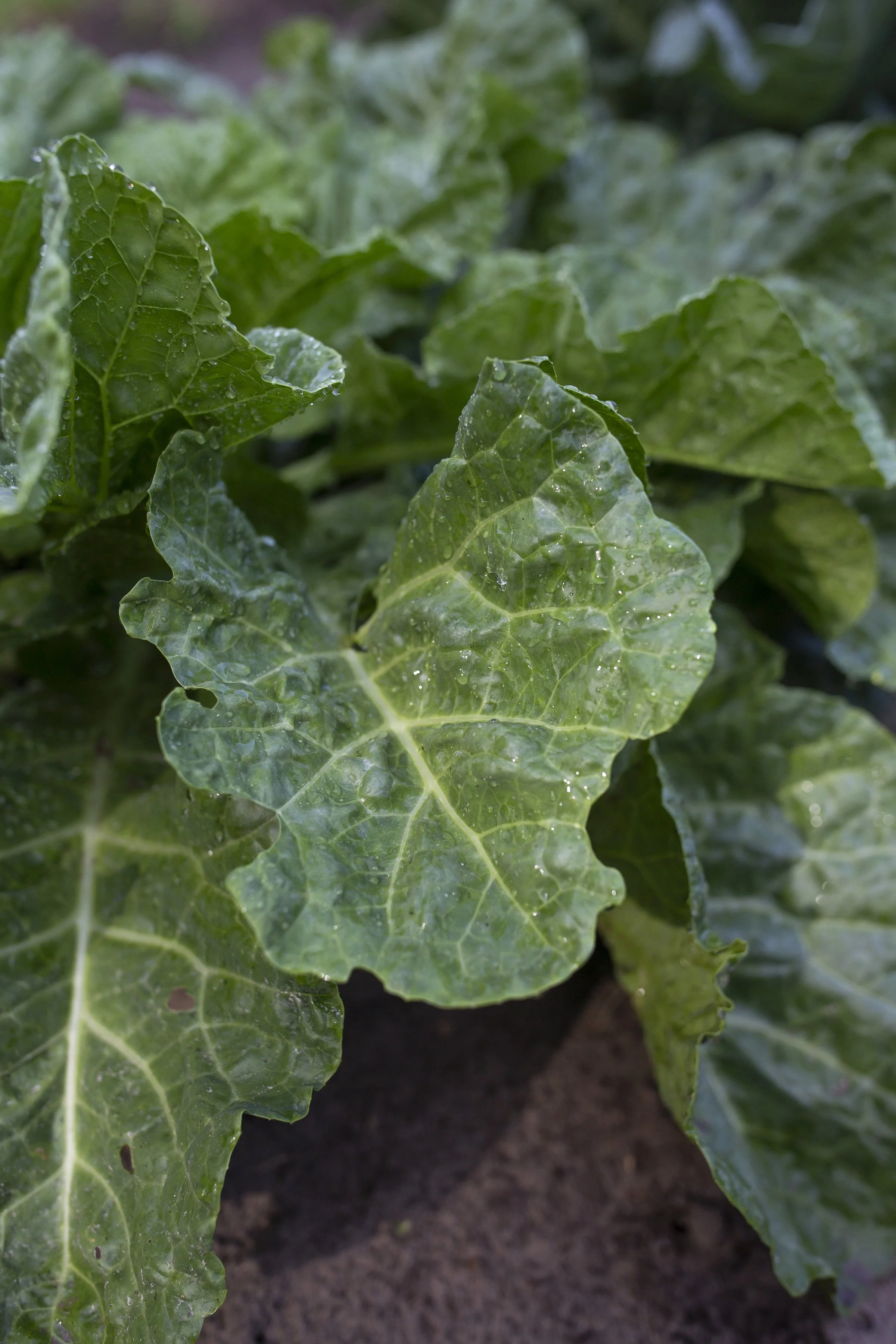 Crop Stories - Collards By Maurice Manning