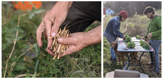 Seed saving on the farm