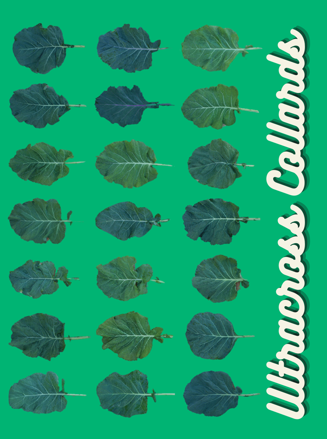 Collard Seeds, WNC Ultracross