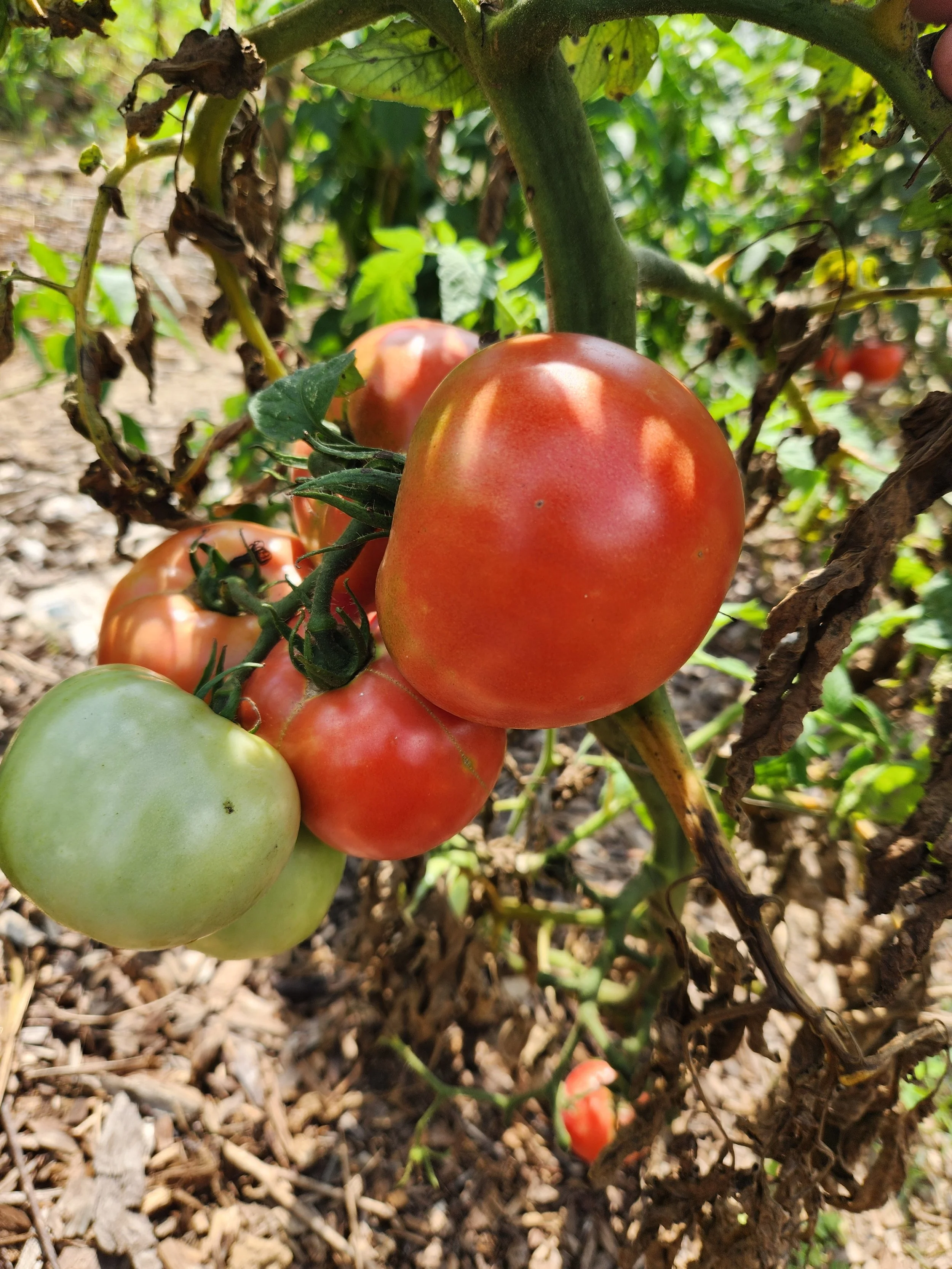 Tomato Seeds, Grace Lahman, tomato fruit on plant