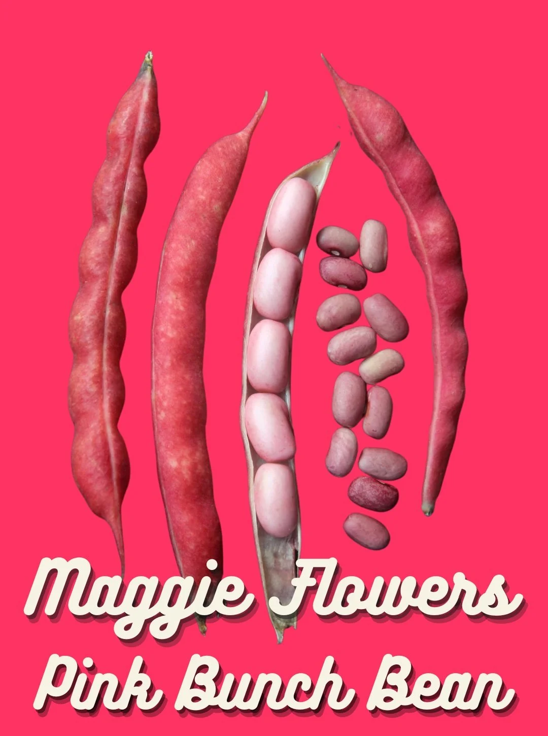 Bean Seeds, Maggie Flowers Pink Bunch