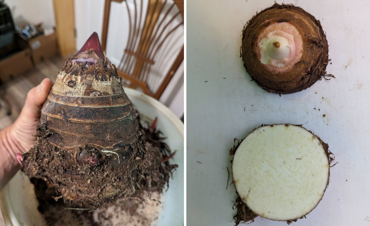Taro Variety List — Utopian Seed Project