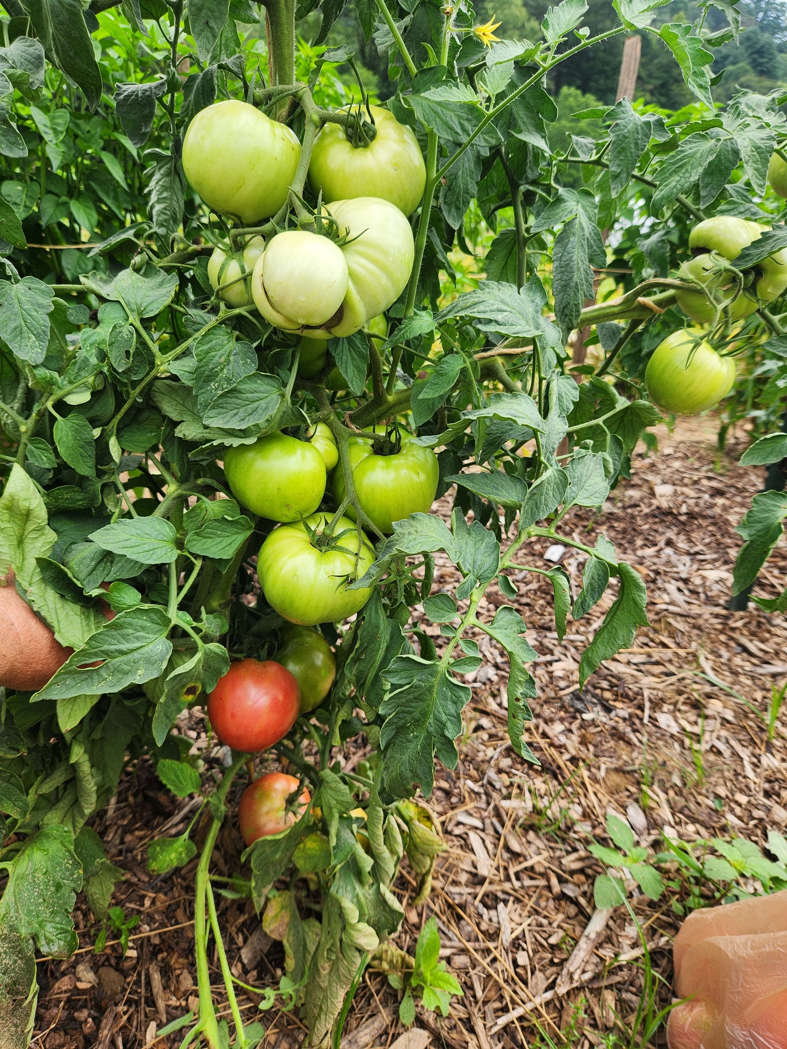 Tomato Seeds, Grace Lahman, tomato plant