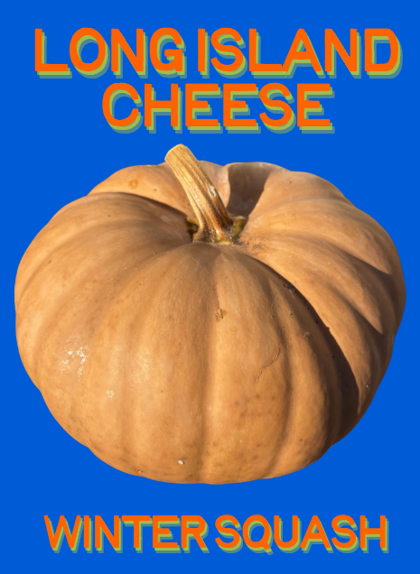 Winter Squash Seeds, Long Island Cheese