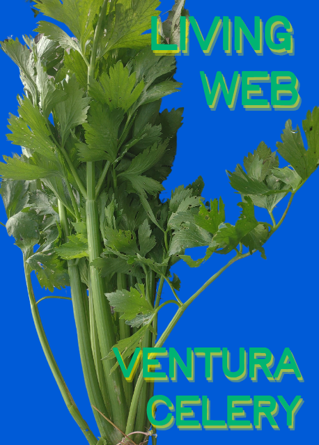 Celery Seeds, Living Web Ventura