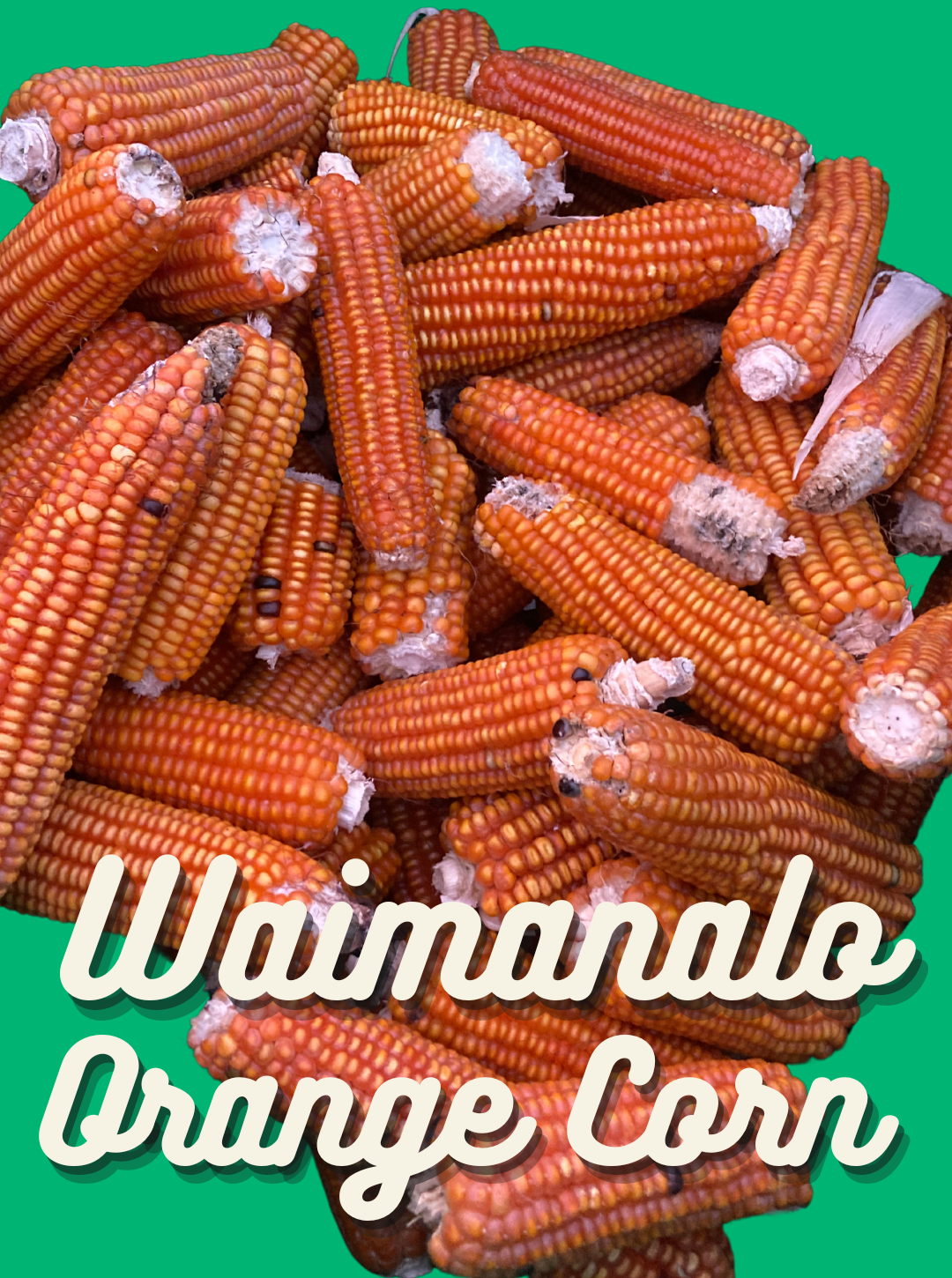 Corn Seeds, Waimanalo Orange
