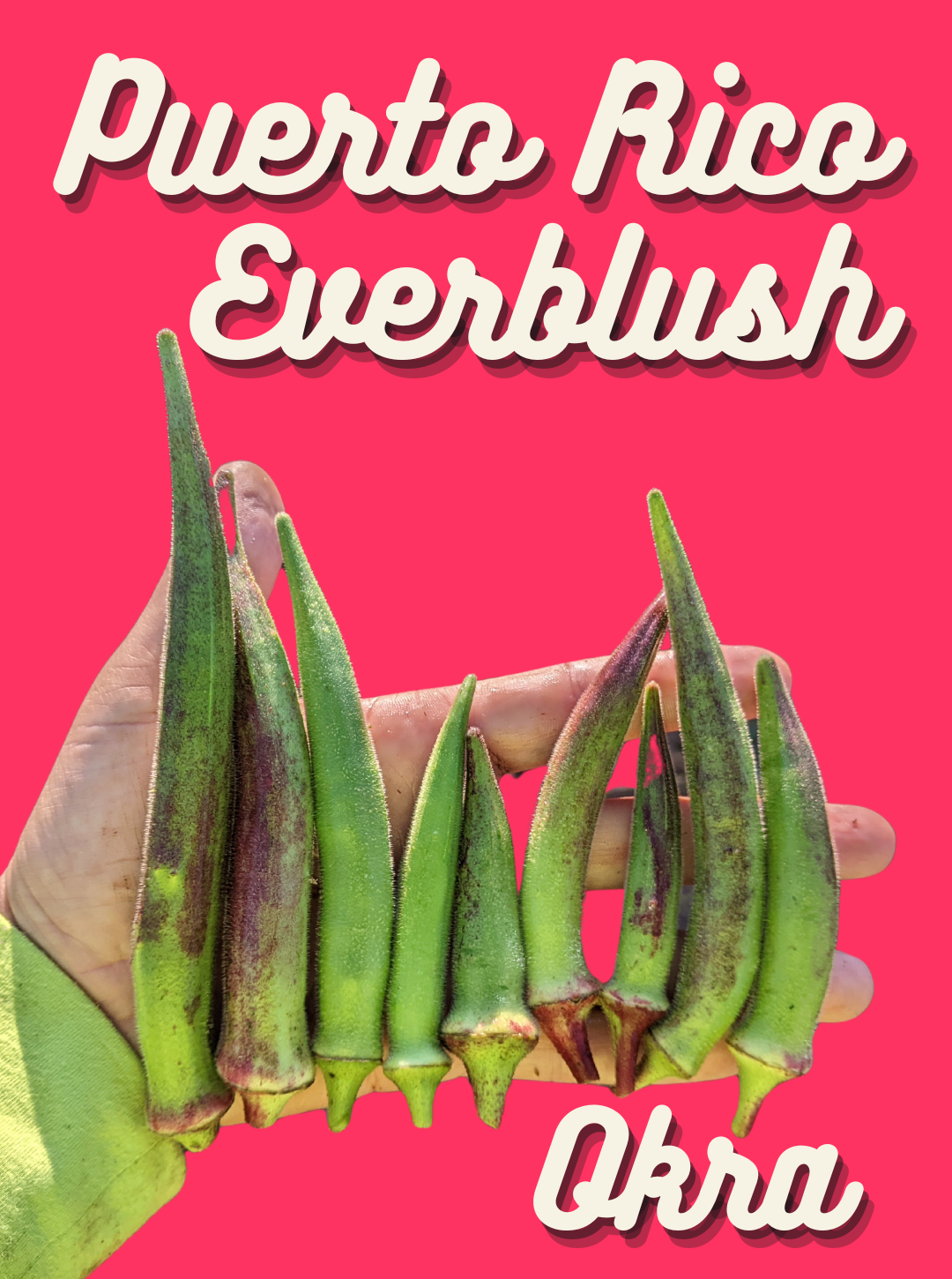 Okra Seeds, Puerto Rican Everblush