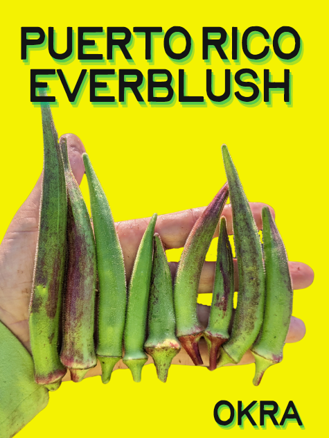 Okra Seeds, Puerto Rico Everblush
