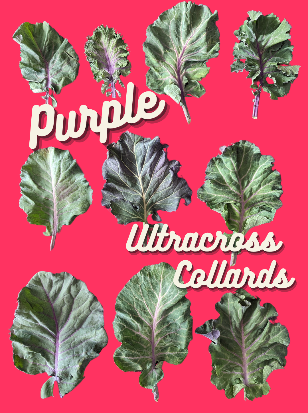 Collard Seeds, Purple Ultracross