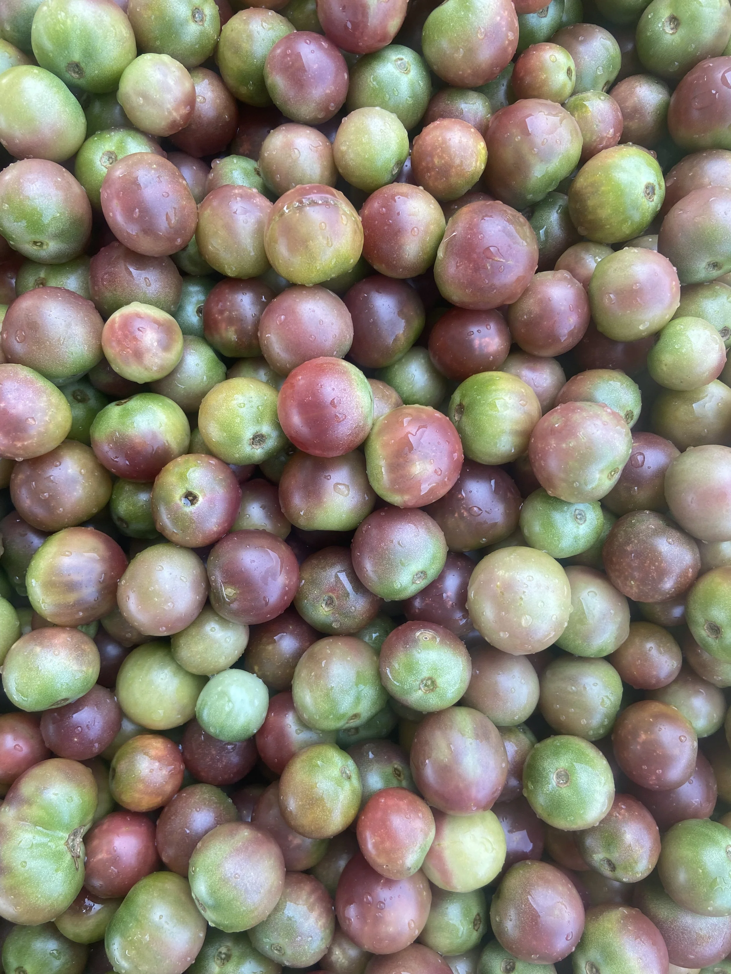 Tomato Seeds, Cherokee Purple Cherry, close up of tomatoes