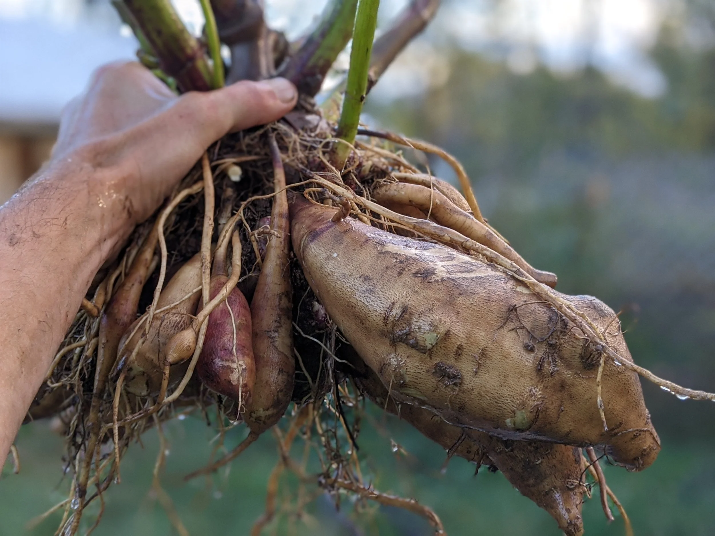 Yaco Root Yacon | Explore and Grow Yacon (Bolivian Sunroot) — Utopian Seed Project
