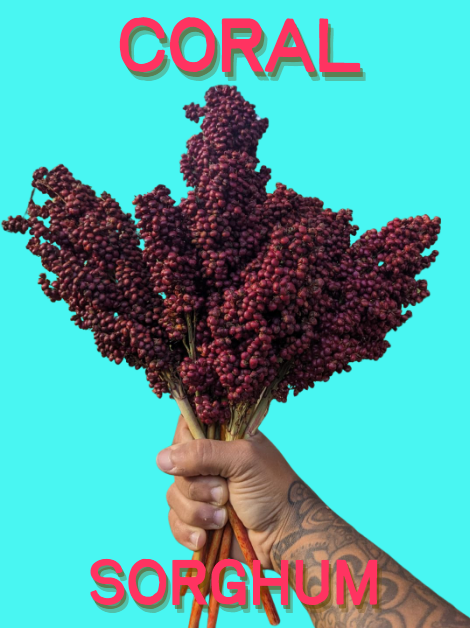Sorghum Seeds, Coral