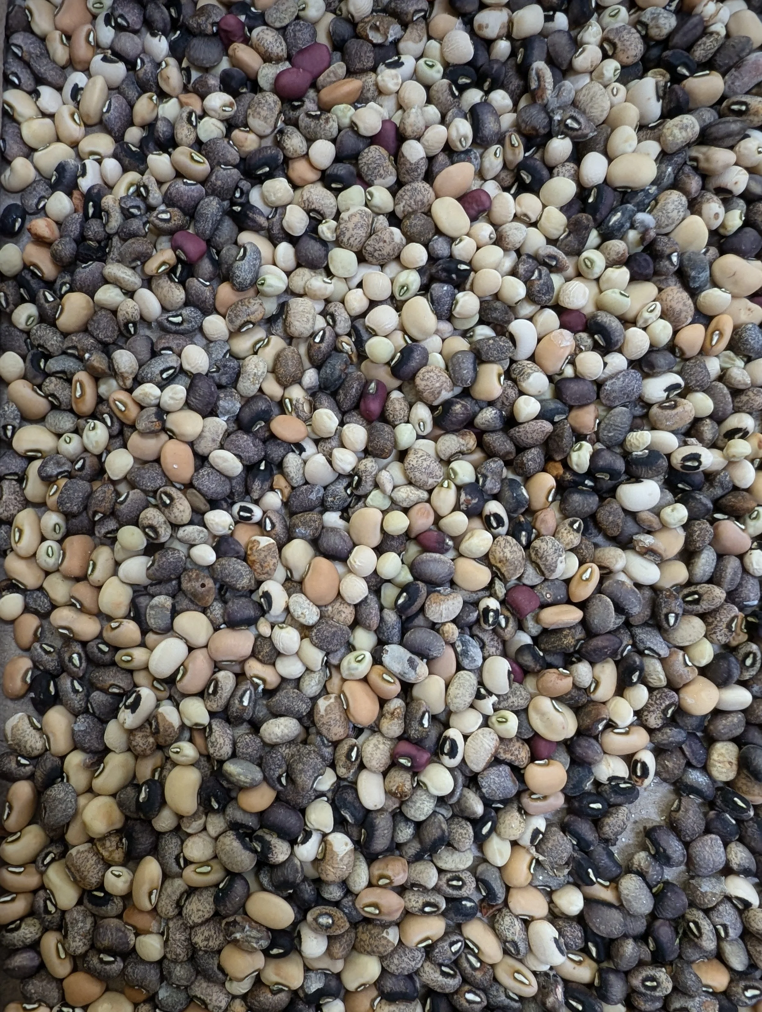 Southern Pea Seeds, Promiscuous, large mix of promiscuous peas