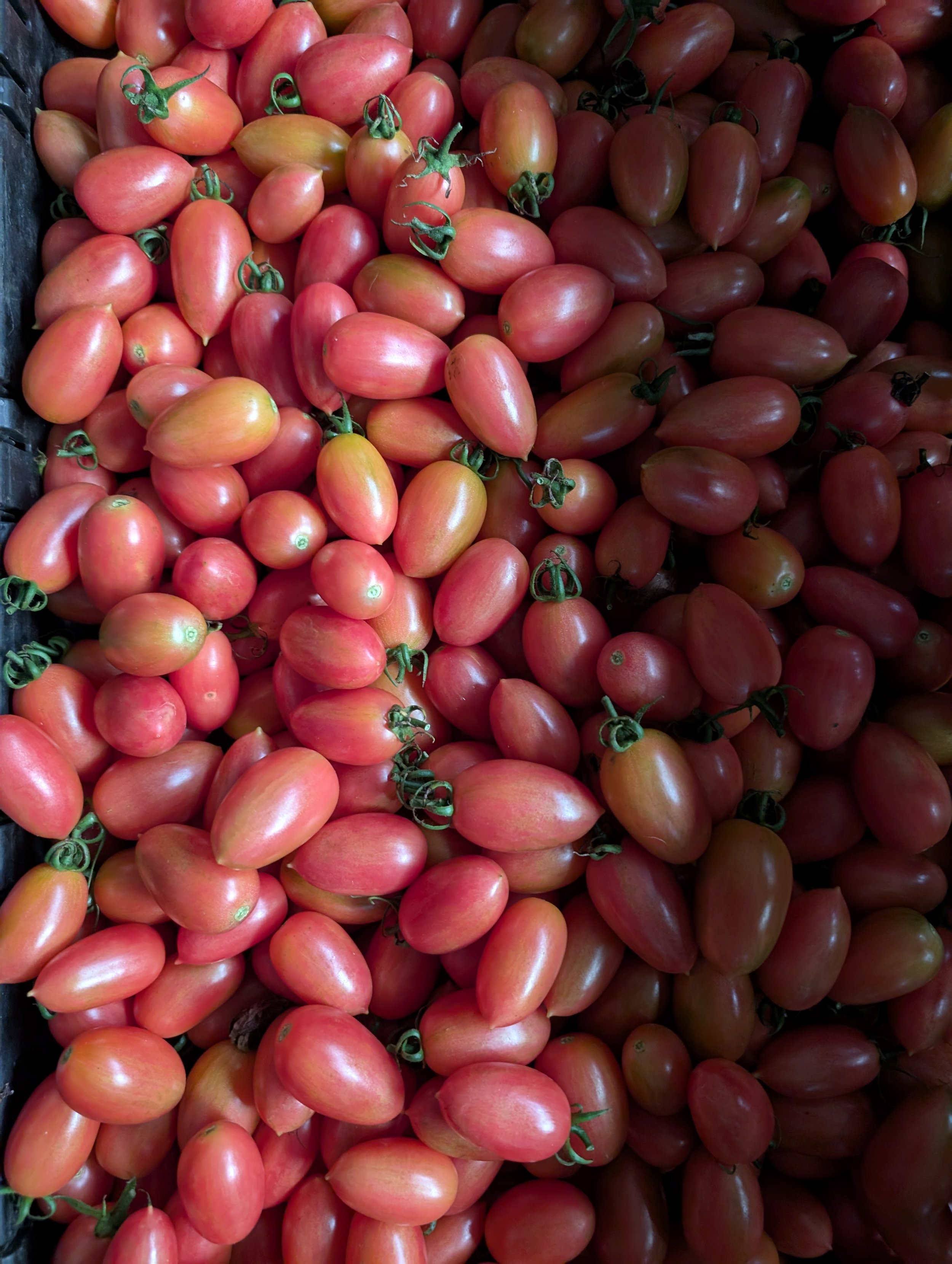 Tomato Seeds, Maglia Rosa, tomatoes in the sun