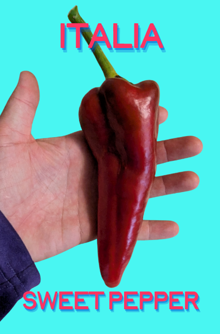 Pepper Seeds, Italia Sweet Pepper