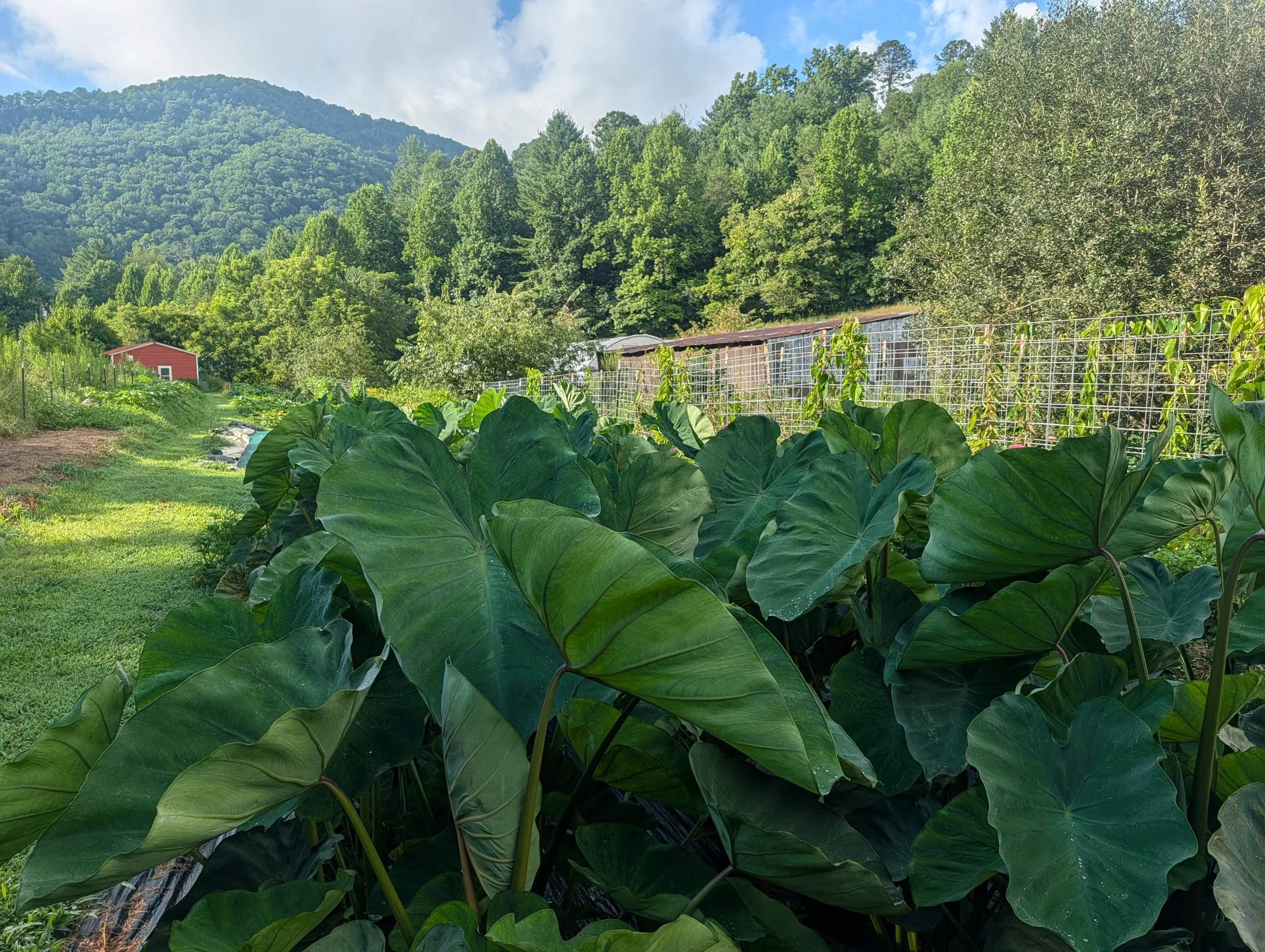 Taro at the farm in Western North Carolina