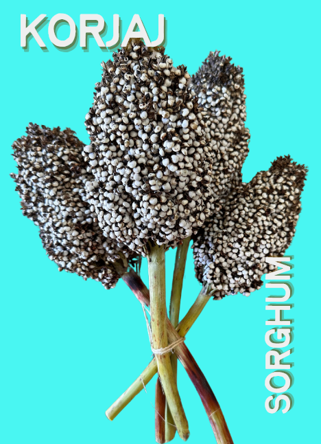 Sorghum Seeds, Korjaj