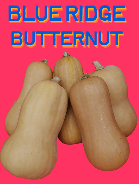 Winter Squash Seeds, Blue Ridge Butternut