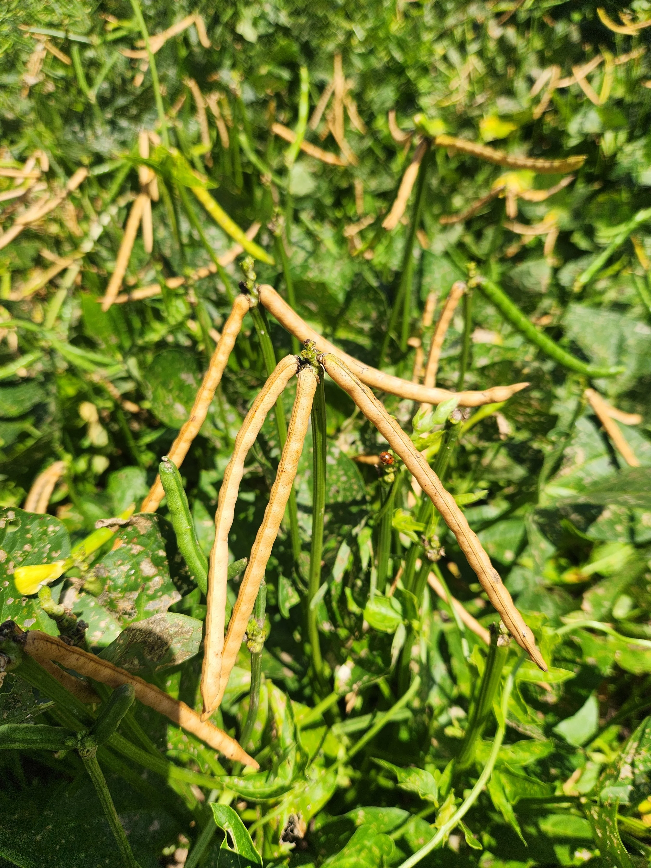 Southern Pea Seeds, Conch Pea, dried pea pods in the field