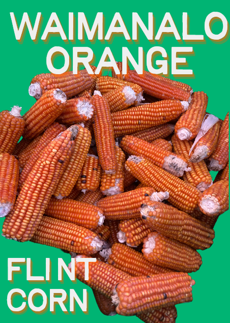 Corn Seeds, Waimanalo Orange