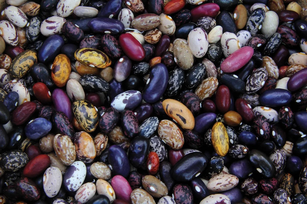 Beans and diversity